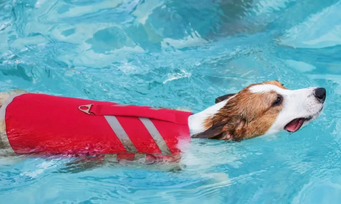 Gilet de sauvetage Dogwalking